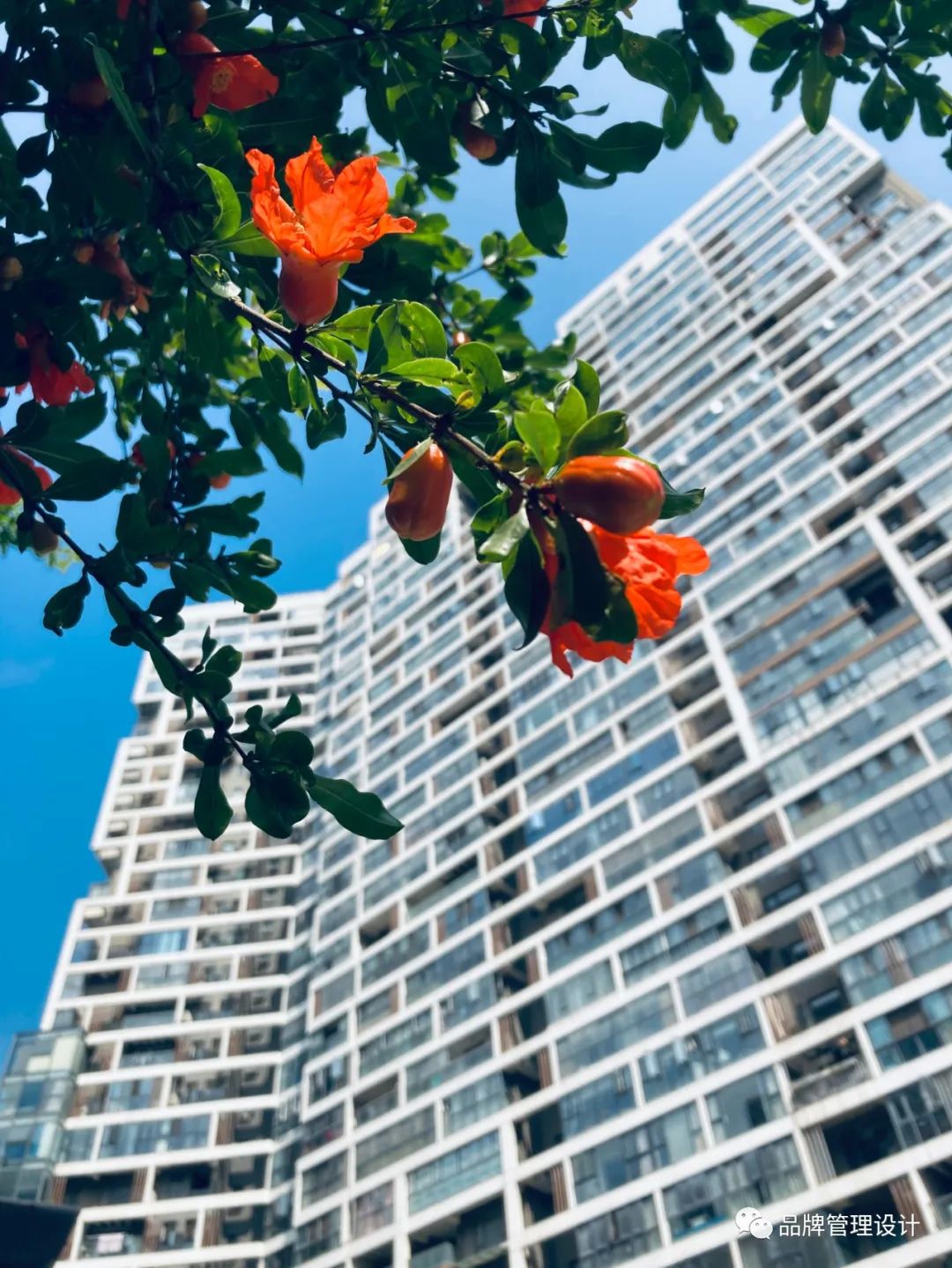 1685417368992664.jpg 3.jpg